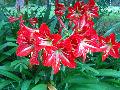 St. Joseph Lily / Hippeastrum x johnsonii